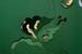 altreforme Amore