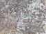 Atelier Tapis Rouge Himalaya Collection Rug Sand Pebbles